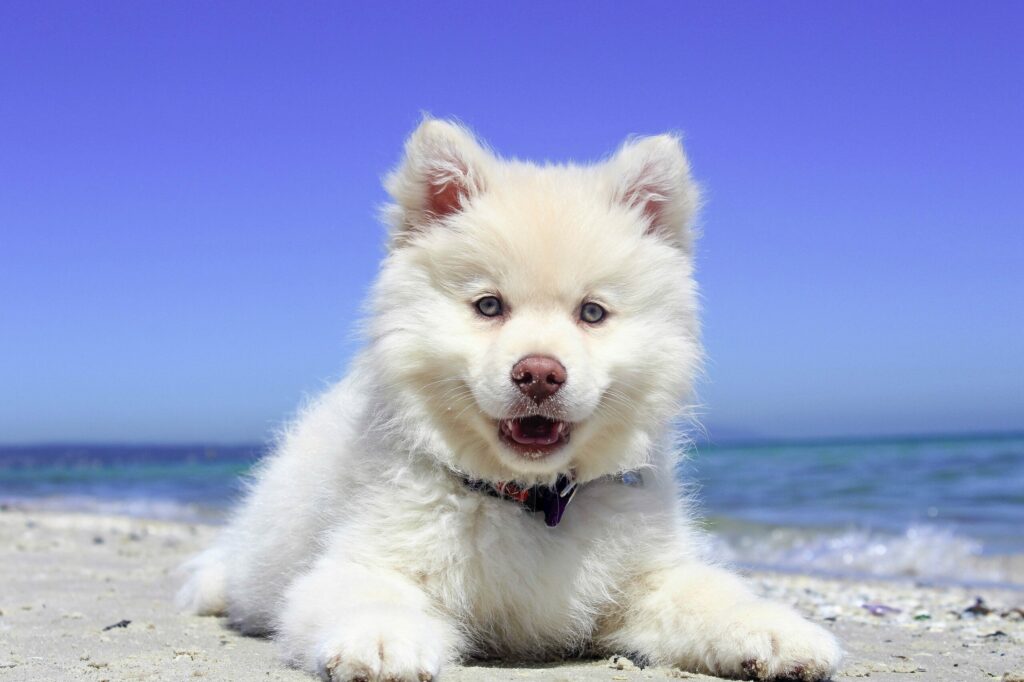 Husky Welpe
